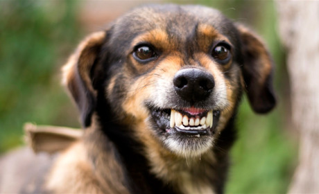 У Корюківській громаді найбільше випадків сальмонельозу, хвороби Лайма, сказу й скарлатини