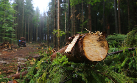 Фіктивна вирубка на 100 тисяч гривень: на Київщині судитимуть двох працівників лісового господарства