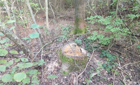 Міськрада сплатить понад 1,8 млн грн збитків за шкоду лісу