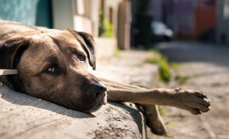 Відлякувачі для тварин: що варто знати мешканцям Первомайської громади