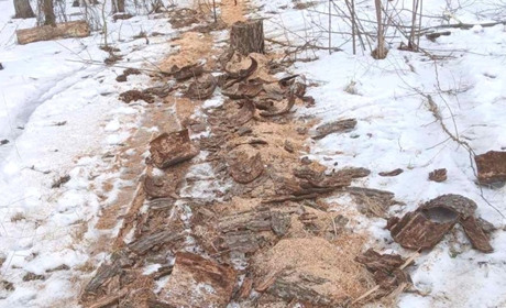 У Миргородському районі виявили незаконну вирубку дерев на понад пів мільйона гривень