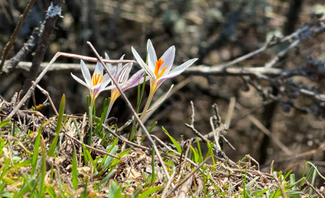 Перші шафрани Бузького Гарду: фотоальбом