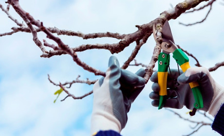 Що встигнути в саду та городі до кінця березня: чек-лист робіт