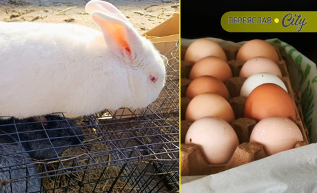 У Переяславі на базарі продавали домашні яйця по 80, а живого угорського кроля — за тисячу гривень