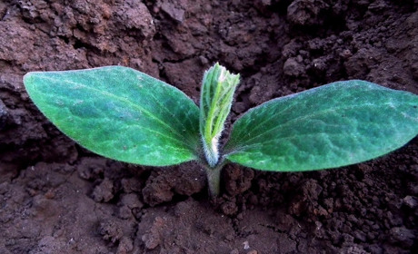 Посівний календар на квітень 2026 року: сприятливі дні та головні роботи в саду