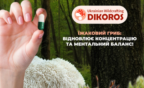 Чому їжаковий гриб вважається грибом не стимулятором, а відновлювачем мислення?