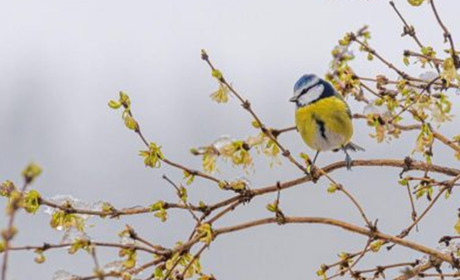 Прогноз погоди на 20-24 березня