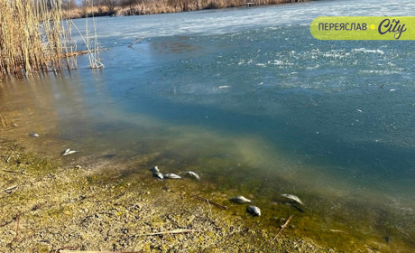На річці Альта на Переяславщині масово загинула риба: версію про причину назвав староста села
