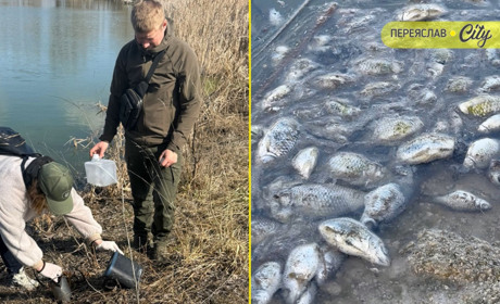 Масову загибель риби в річці Альта Переяславської громади зафіксувала екологічна інспекція