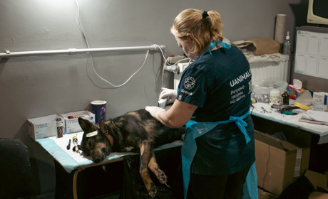 UAnimals 10 років борються за гуманність: за час повномасштабної війни допомогли сотням тисяч тварин