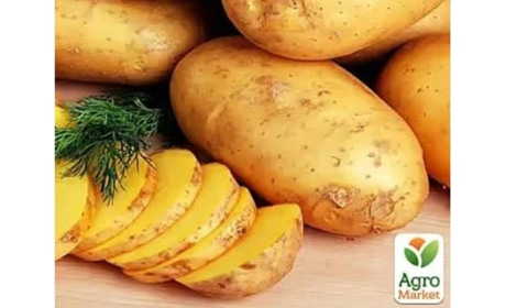 Яку насіннєву картоплю обрати для гарного врожаю