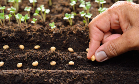 Від маленької насінини до щедрого врожаю: що потрібно знати про насіння