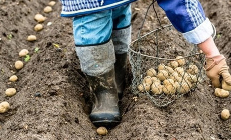 Коли садити картоплю у квітні 2026 року: сприятливі дні, температури та поради щодо добрив