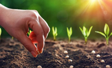 Квітень відкриває сезон: коли і що садити за місячним календарем 2026 року