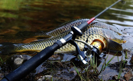 На Київщині невдовзі розпочнеться заборона на вилов риби: що потрібно знати рибалкам