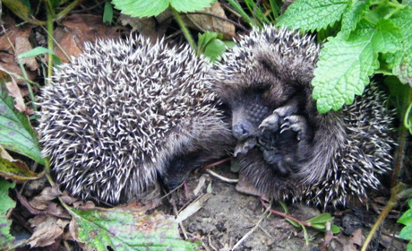 У Нижньодністровському нацпарку просять тиші: починається важливий період для природи