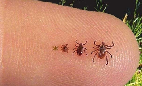 Сезон кліщів у розпалі. Медики Городка пояснюють, як діяти