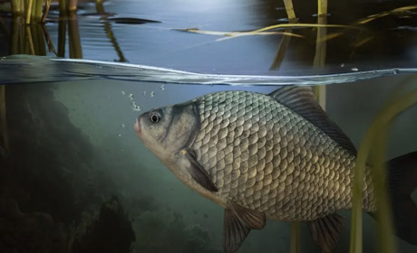 Нерестова заборона 2026: коли і де не можна ловити рибу