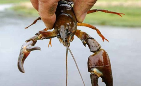 На Черкащині запроваджують нерестову заборону на вилов риби: що потрібно знати рибалкам