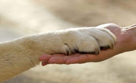 У школах України запроваджують курс про гуманне ставлення до тварин