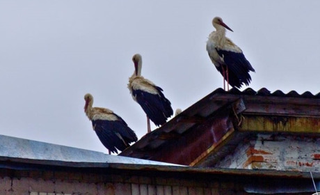 До Чорнобиля, після 20-річної відсутності, повернулися білі лелеки