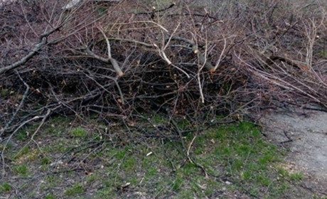 У Гадячі оштрафували жінку за викинуте гілля на узбіччя дороги