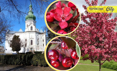 Переяслав закуповує «Райські яблучка» та катальпи для озеленення на понад 1,2 млн гривень