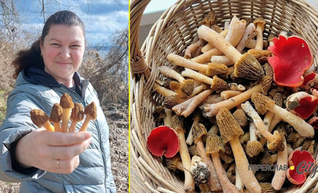 Під Переяславом збирають весняні гриби зморшки та саркосцифа: як виглядають та де їх шукати