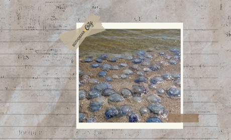 Окупанти планують масовий вилов медуз в Азовському морі — чому це загрожує екологічною катастрофою