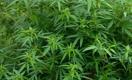 21 квітня: Міжнародний день коноплі та інші події, дати, свята, народні прикмети