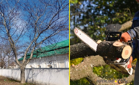 Біля музею Г.Сковороди в Переяславі обрізали горіх, а загалом видалять та кронують 76 дерев