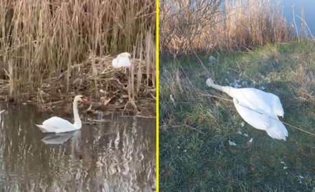 ОНОВЛЕНО У Переяславі на березі водойми виявили вбитого лебедя: подробиці про резонансну подію