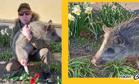 Від фронту до дому: зворушлива історія порятунку дикого малюка