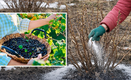 Що підсипати під смородину навесні, щоб ягоди були великі й солодкі: поради для щедрого врожаю