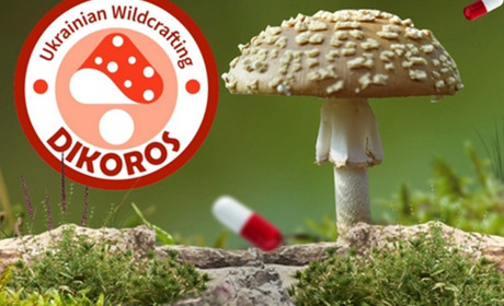 Мікродозинг мухомору королівського: чим він відрізняється від інших мухоморів