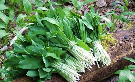 Як відрізнити червонокнижну черемшу від отруйної чемериці: прості правила безпеки