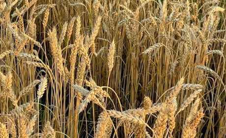 Прокуратура вимагає повернути 600 га землі, захоплені через схеми із «правонаступництвом» колгоспів