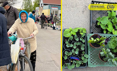 На базарі у Переяславі почали продавати розсаду огірків – по 25 гривень за рослину