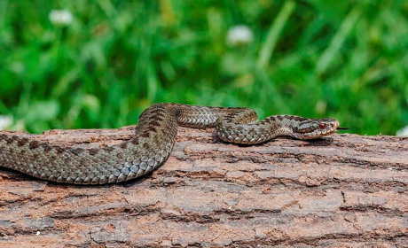 На Гадяччині активізуються змії: які види водяться в громаді та що робити при укусі
