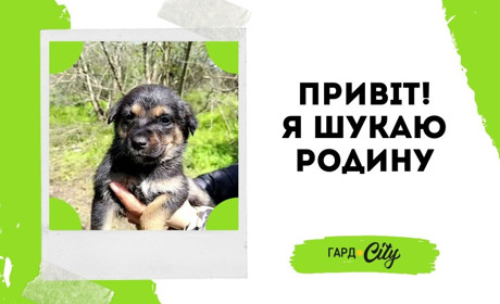 Цуцики шукають добрих господарів: обирайтеі охоронця та компаньойна. Оновлено: троє у родинах!