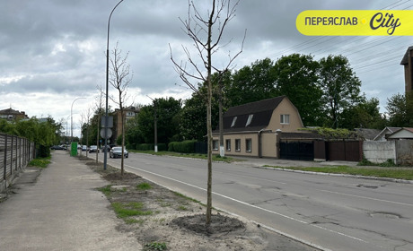 У Переяславі висадили шестиметрові іспанські платани по 20 тисяч за деревину, а ще катальпи і сакури