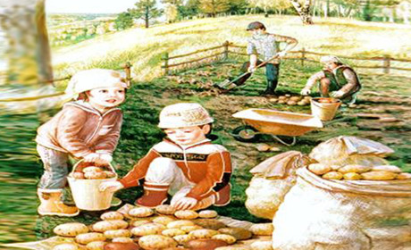 Картопля є картопля, то наш другий хліб