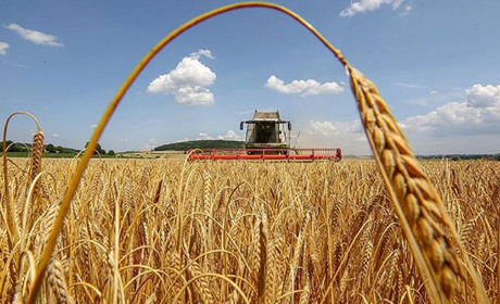 Світовий урожай зерна скорочується: що прогнозують для України?