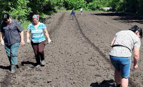 Дві тисячі насінин Ніжинського огірка посадили у Гайвороні