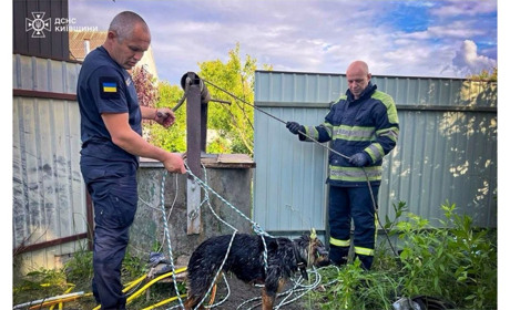У Великій Снітинці рятувальники визволили собаку з колодязя