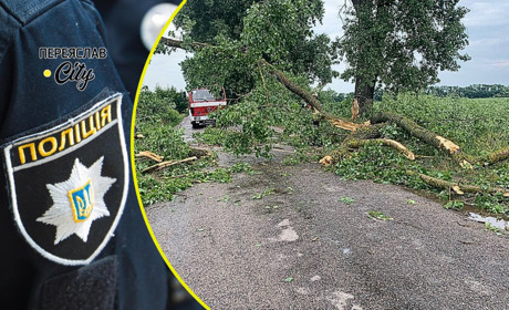 Біля Переяслава на дорогу впало дерево і перекрило рух транспорту: хроніка поліції