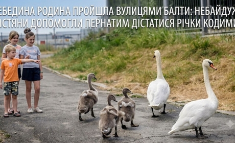 Лебедина хода вулицями Балти: історія доброти та відваги