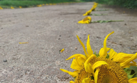 Дорога, вистелена соняхами. В останню путь провели Юрія Рогового з Феськівки