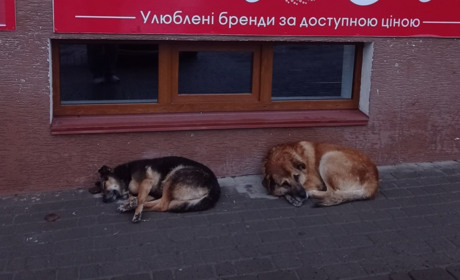 У Чорткові безпритульних собак залишили без даху над головою