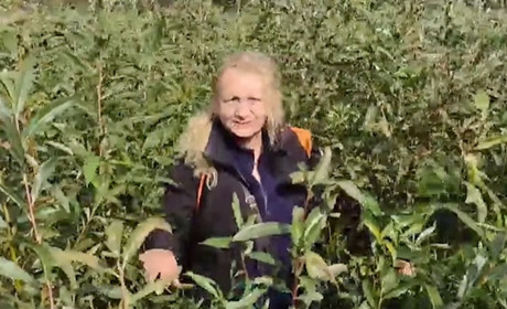 На дні Каховського водосховища виявили понад 60 видів рослин (відео)